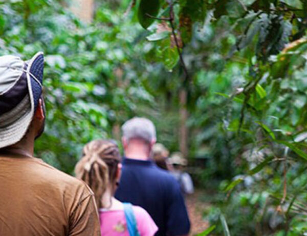 NGEZI FOREST