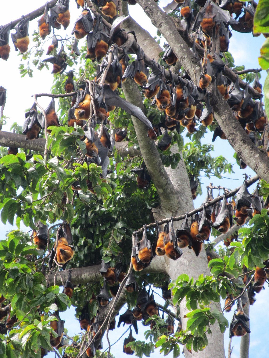 pemba-flying-foxes