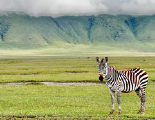 safari