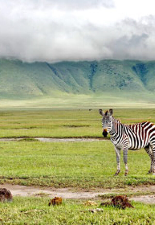 safari
