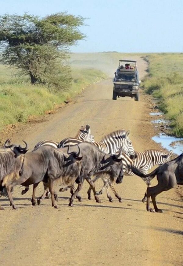 sere-ngoro